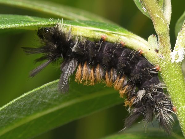 Milkweed Tussock Caterpillar...