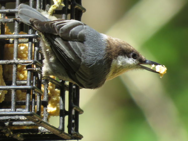 we brown headed nuthatches love it too!...