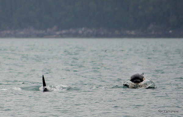 Head on Orca's! from a boat...