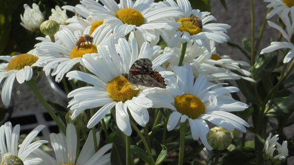 Al took this pic of daisies with 3 "bugs" on them!...