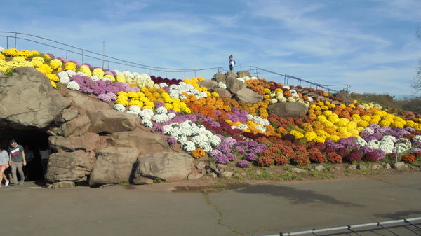 Ott's "Mountain" covered with mums...