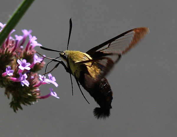 Hummingbird Moth...