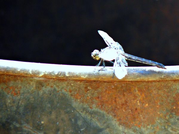 Dragonfly on the rim of a Rusted Trash Can....