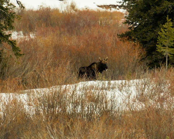 Moose moving into woods...