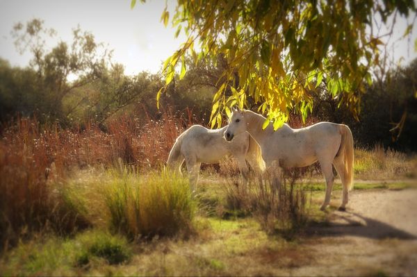 Horses Among The Fall Foliage...