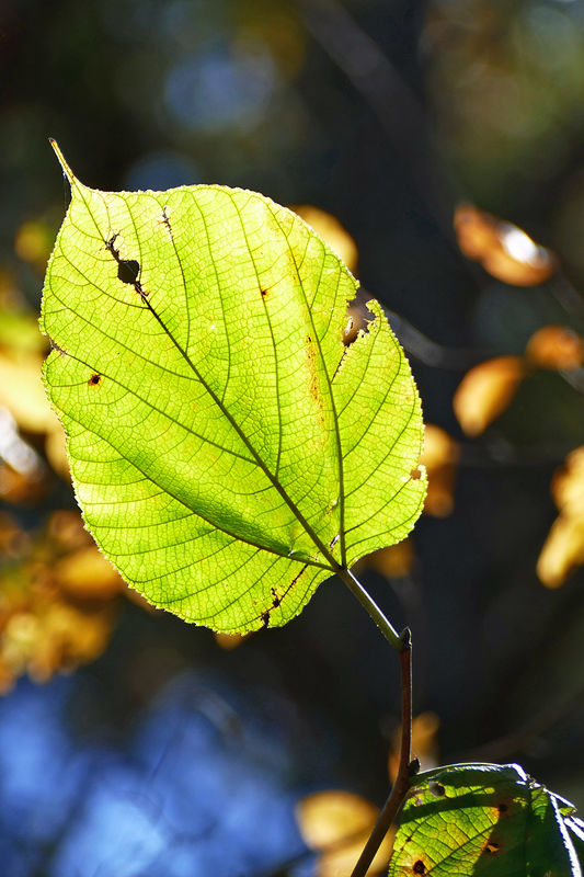sunlight through the Basswood leaf...