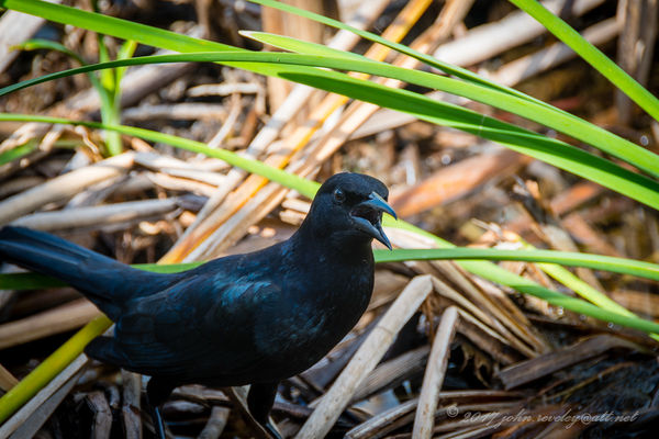 Grackle (male)...