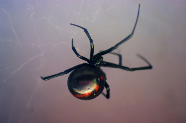 Black Widow Spider...