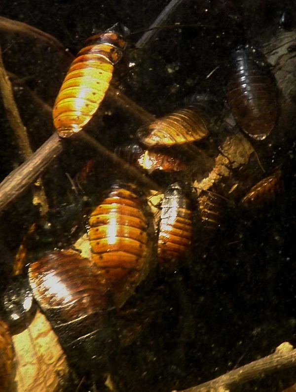 Cockroaches at Lake Erie Nature and Science Center...