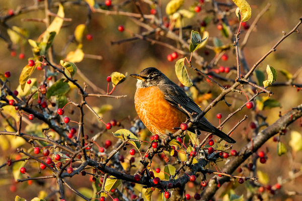 Just a robin at sunset....