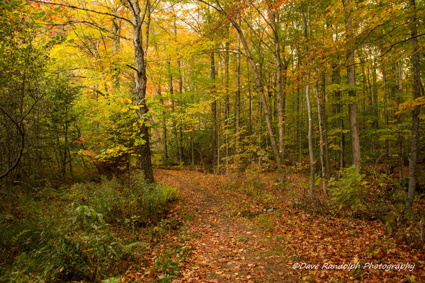 Autumn Trail...