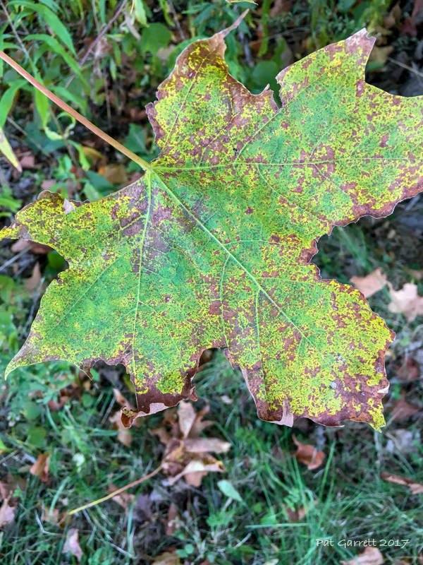 A usually beautiful maple leave - not much color h...