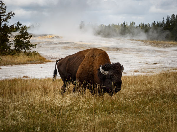 Bison, with Old Faithful area as backdrop....