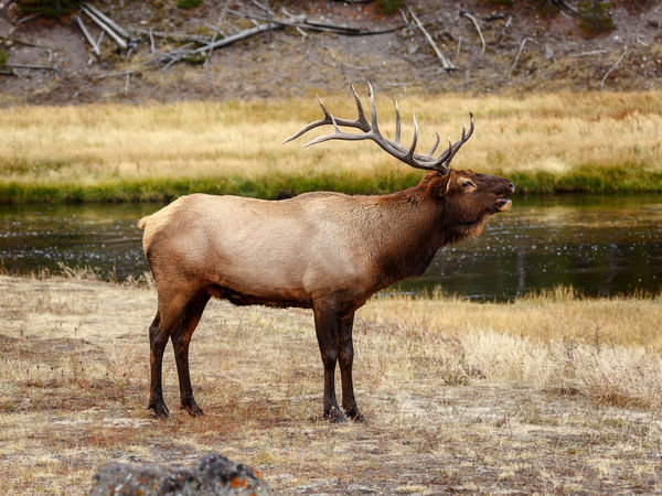 A different Bull Elk...