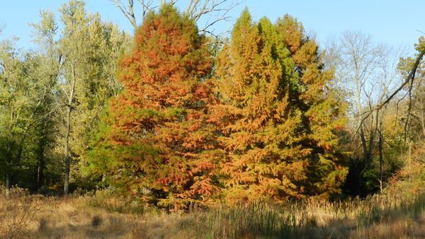 Changing tree colors...
