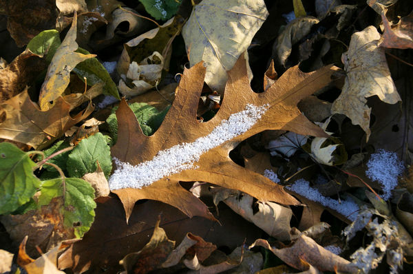 As the noon sun reaches the snow on the leaf...