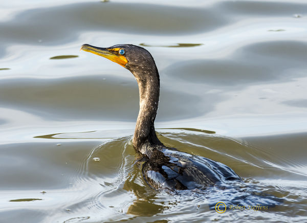 Double-crested Cormorant (HBSP)...