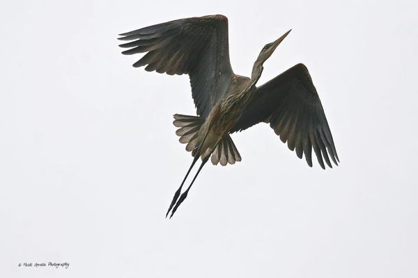 "Flyover"  Great Blue Heron...