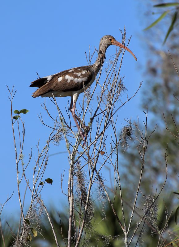 ‘Good view from here’. Limpkin...