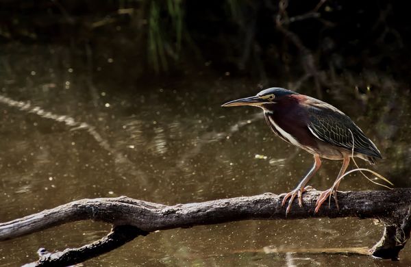 ‘This is a neat branch’. Green Heron...