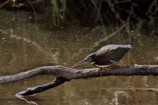 ‘Somethings moving down there’. Green Heron...
