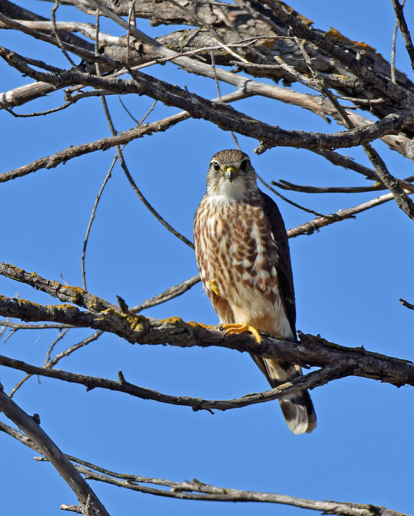 Merlin, a small falcon, female...