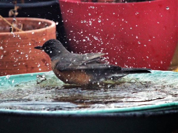 bird bath...