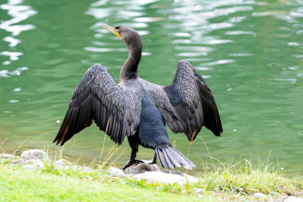 Double Crested Cormorant...