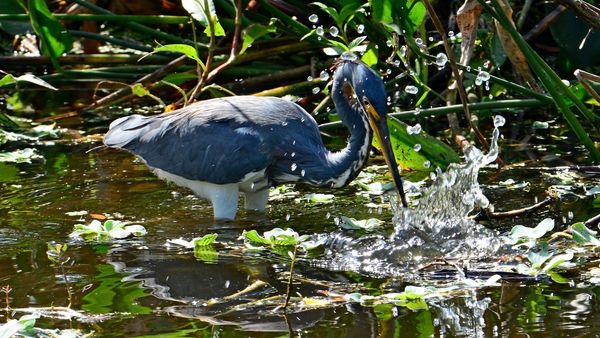 Tricolored Heron snags a small fish...