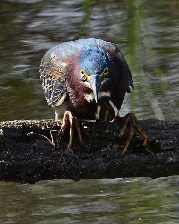Green Heron watching for a fish to catch...