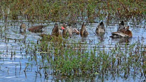 Black-bellied Whistling Ducks - Momma says there i...