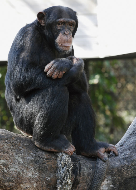 Chimp at Lowry Park Zoo, Tampa...