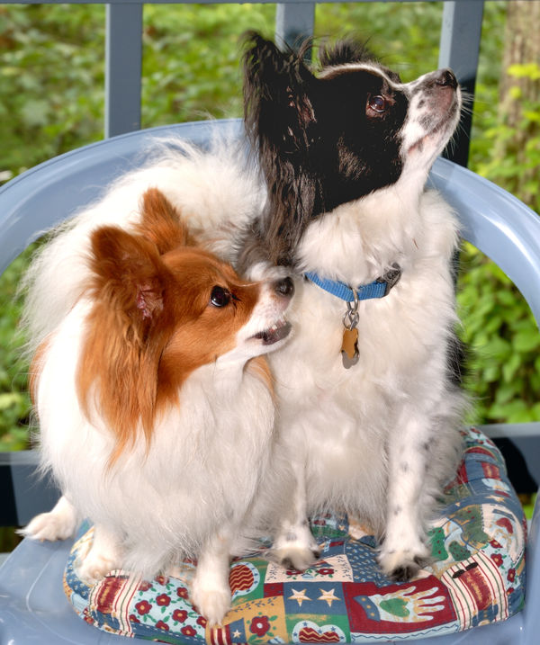 Trixie and Gizmo (Papillons)...