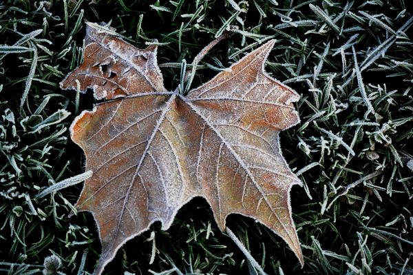 First Frost...