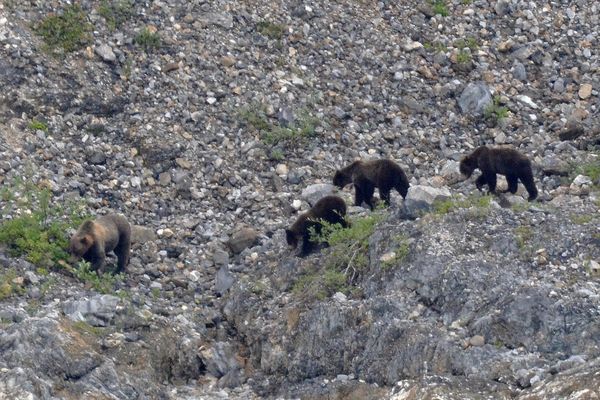 Grizzly sow and two year cubs....