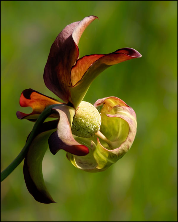 Bloom of the Scarlet Pitcher Plant...