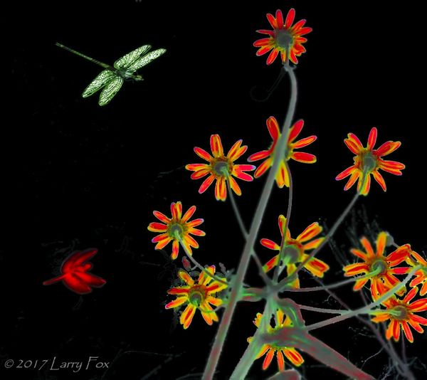 Dragonflies and Daisies...