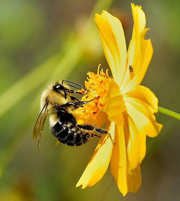 Bee on Flower...