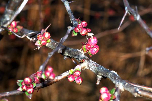February, Flowering Quince buds...