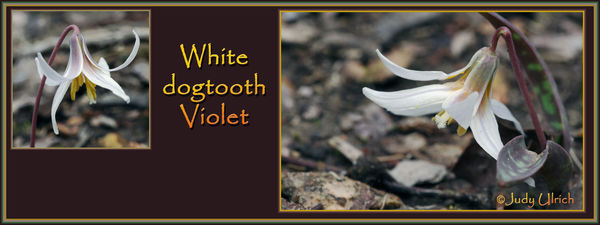 February blooming white dogtooth violet!...