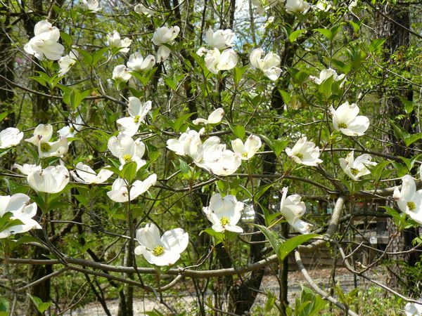 Dogwood in Bloom./ April...