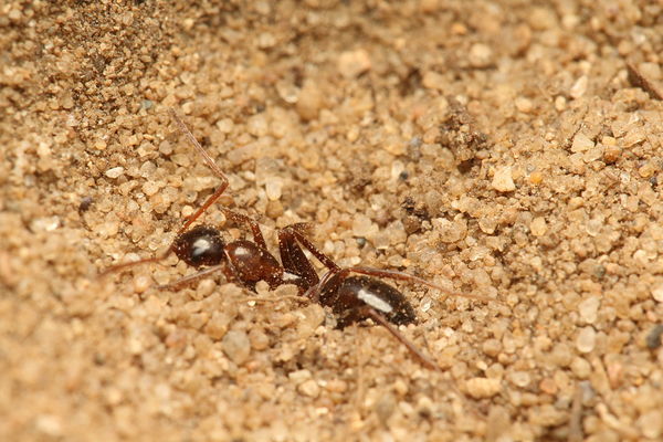 Got 'em! Note the jaws around the ants waist....