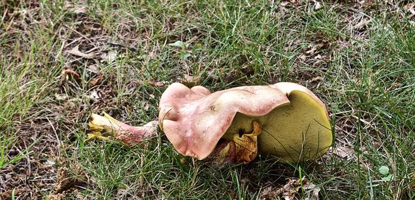 Interesting Mushroom...
