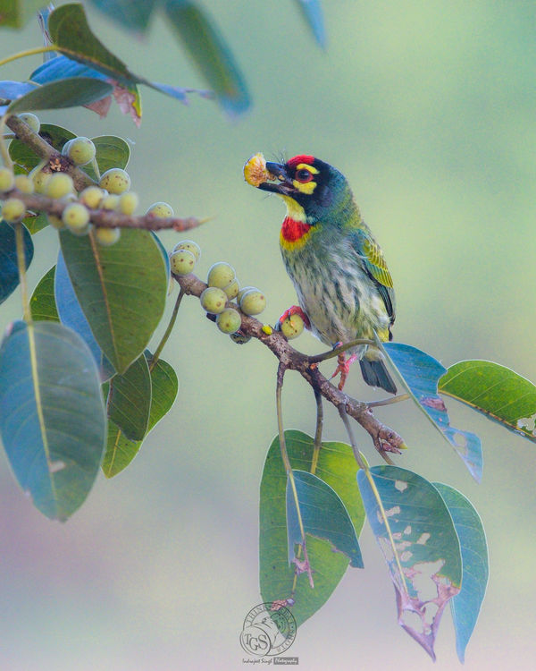 Coppersmith Barbet...