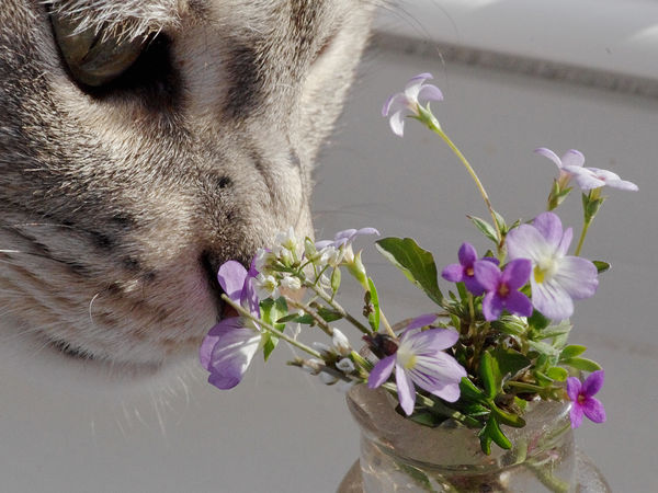 Shiloh stops to smell the flowers...