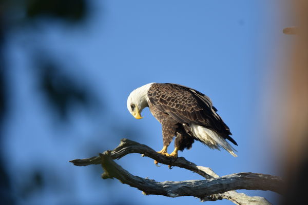 adult male eagle...