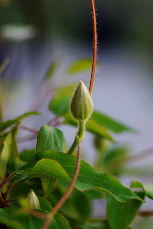 Clematis bud...