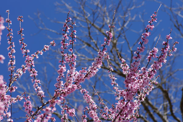 Wild Cherry blossoms?...