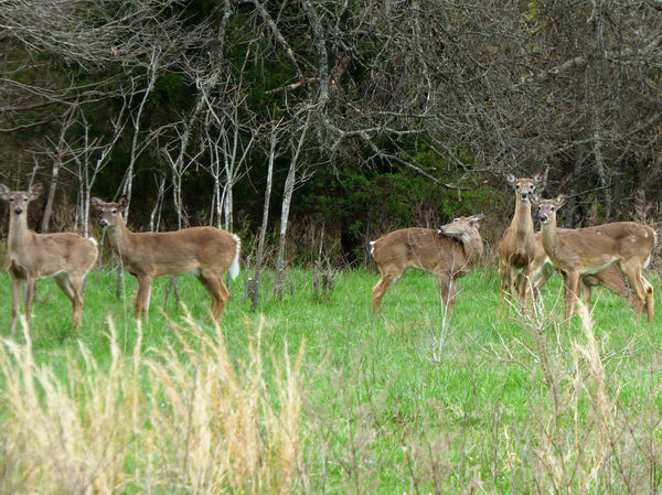 Deer browsing...