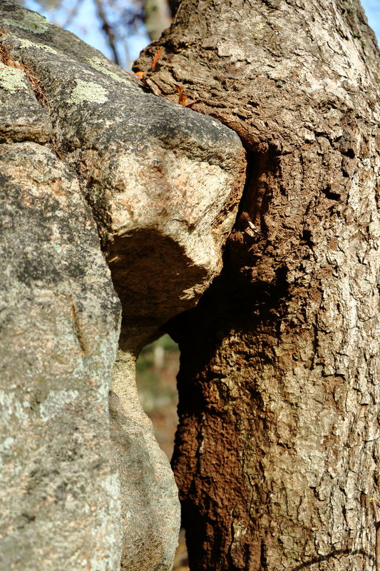 An Oak tree eating a granite boulder....